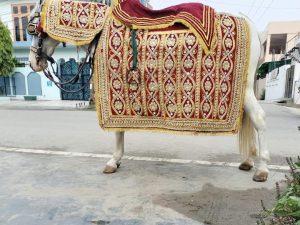 Ghodi for Ghudchadi Ghodi for Ghudchadi